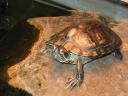 Red Eared Sliders