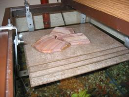 Turtles aquarium