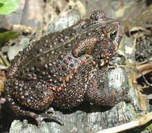 American Toad