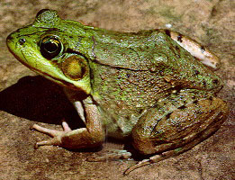 Bronze Frog