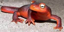 California Newt Taricha torosa