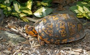 Eastern Box Turtle