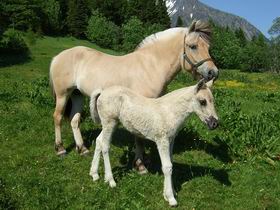 Fjord Horses