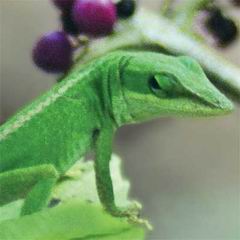 green anole anolis carolinensis