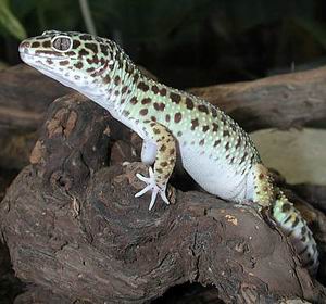 Leopard Gecko Eublepharis macularius