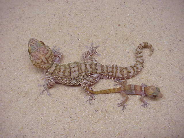 Madagascar Spiny Tailed Gecko Paroedura bastardi