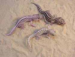 Panther Geckos