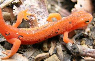 Red Eft Eastern Newt