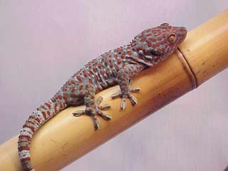 Tokay Geckos (Gekko gecko)
